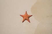 Ani3002-orange-starfish.jpg